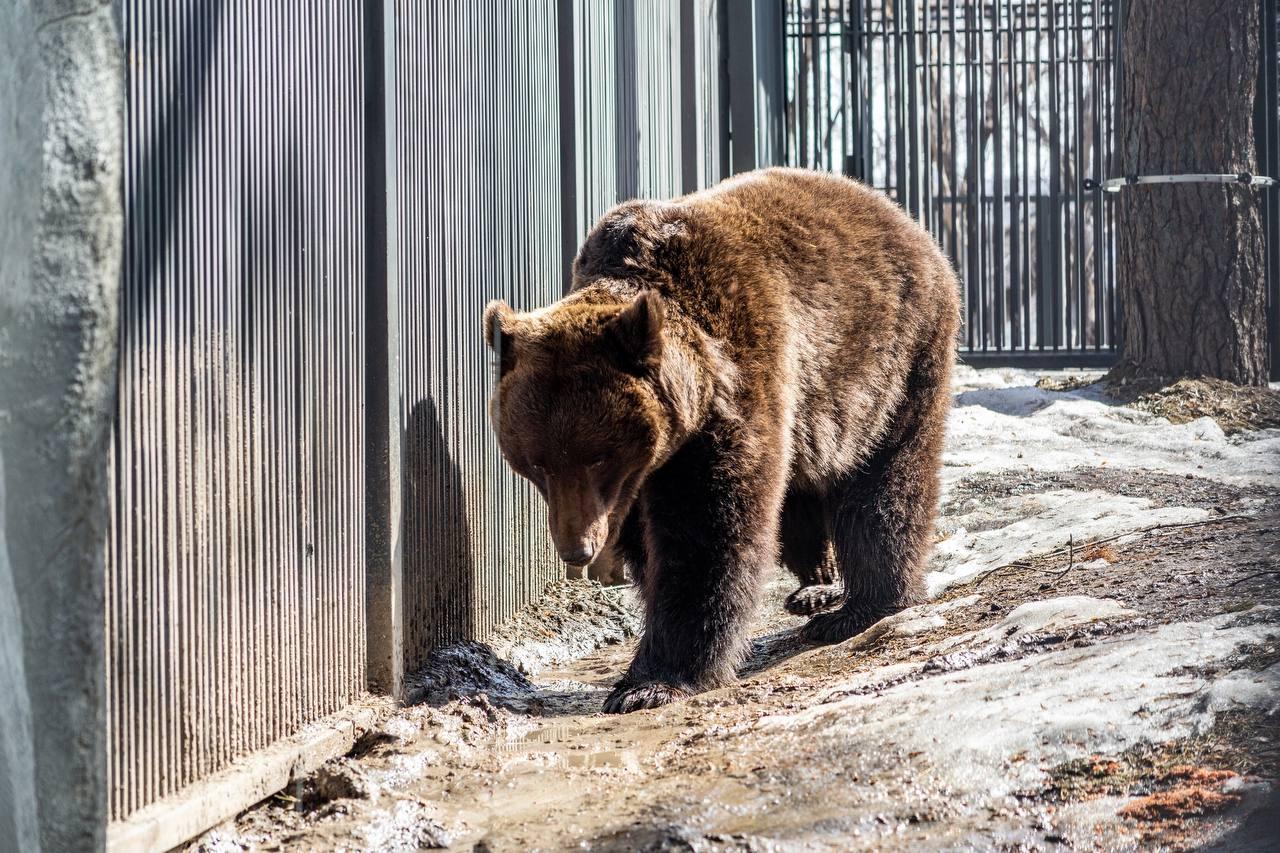 Фото Законопроект о запрете животных в цирке. Что думают зоозащитники и дрессировщики Новосибирска 4